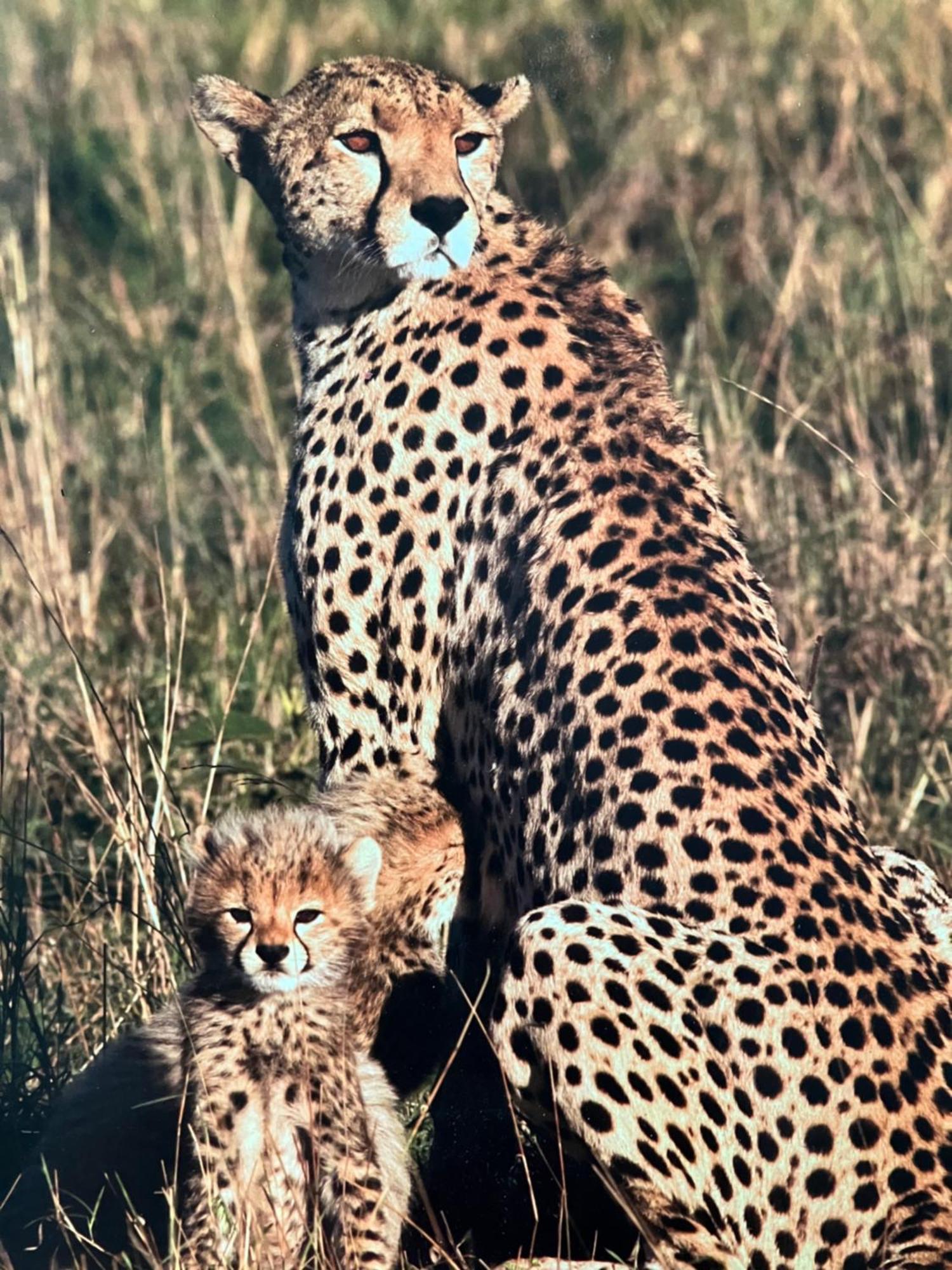 Вилла El Seuno De Africa -The Dream Of Africa Сент-Люсия Экстерьер фото